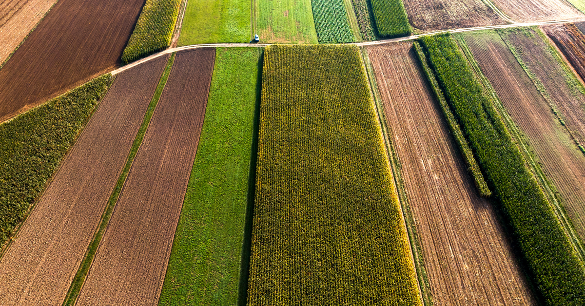 campo coltivato