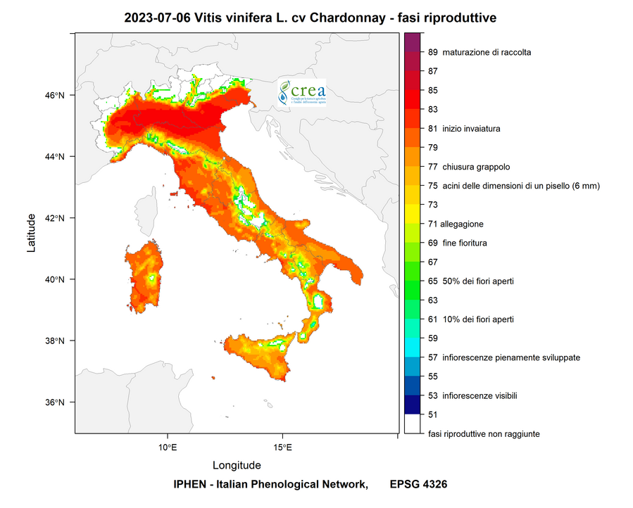 Figura 11- Fasi fenologiche della vite: Chardonnay (a, sx)- ) - 6 luglio 2023